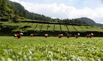 金針度人利民生--利川市金利茶業(yè)精準(zhǔn)扶貧紀(jì)實(shí)