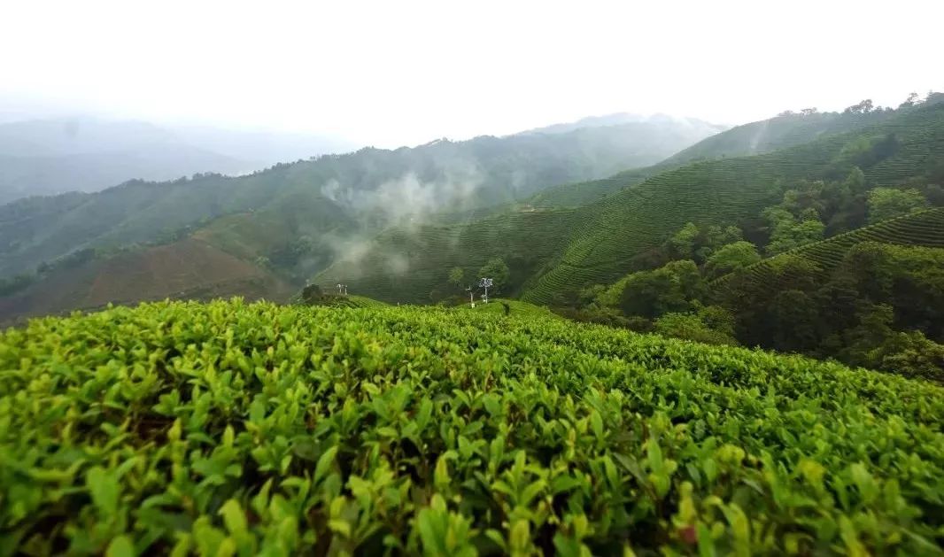 昭平縣上榜2018中國(guó)茶業(yè)百?gòu)?qiáng)縣_品牌