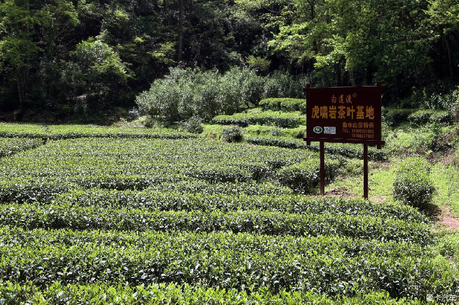 武夷山大紅袍景區(qū)之旅_標致3008論壇_XCAR 愛卡汽車俱樂部