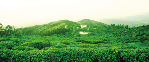 九華山茶業(yè)加盟