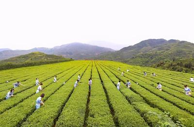 八馬茶業：致力成為國貨精品的茶業代言者