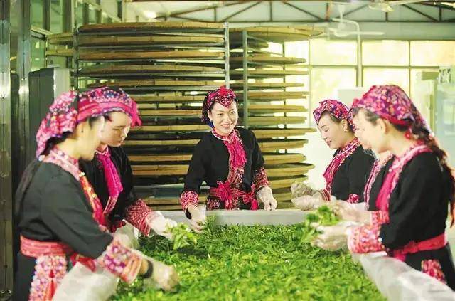 忠于熱愛耕茶園 化身茶精帶農富——五指山梁妹珍茶園的助農增收之路