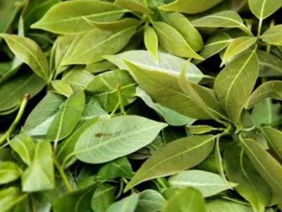 什邡紅白茶 德陽特產，茶香四溢的產地農產品